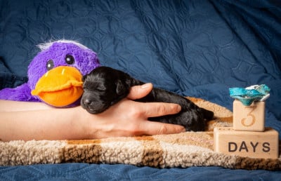 Les chiots de Terrier noir