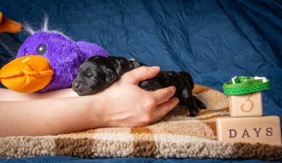 Les chiots de Terrier noir