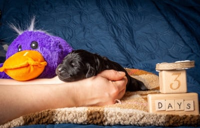 Les chiots de Terrier noir
