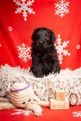 Les chiots de Terrier noir