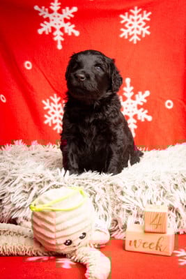Les chiots de Terrier noir