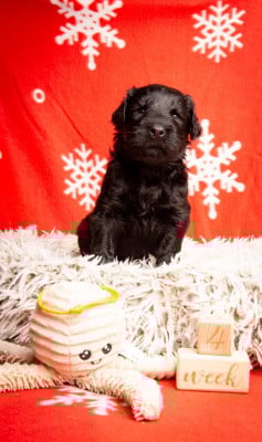 Les chiots de Terrier noir