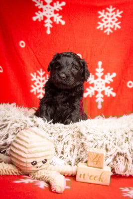 Les chiots de Terrier noir
