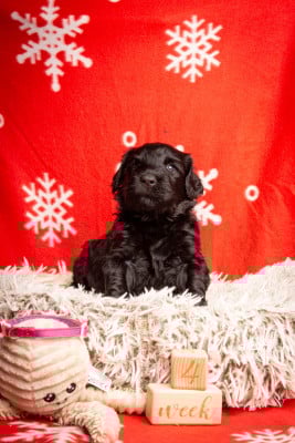 Les chiots de Terrier noir