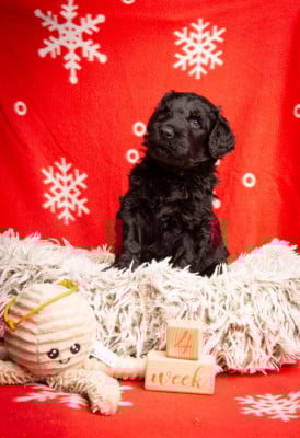 Les chiots de Terrier noir