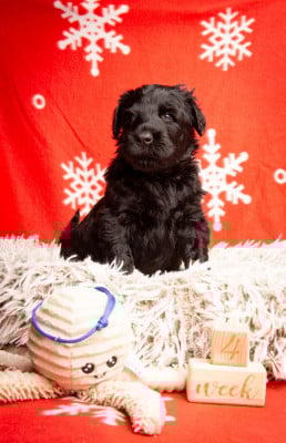 Les chiots de Terrier noir