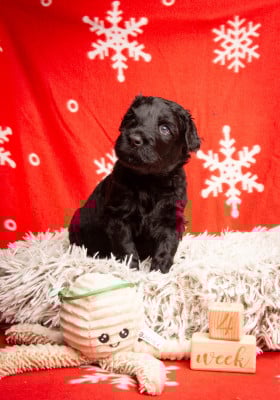Les chiots de Terrier noir