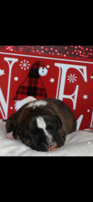 Les chiots de Staffordshire Bull Terrier