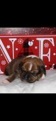 Les chiots de Staffordshire Bull Terrier