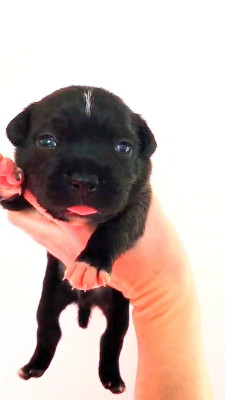 Les chiots de Staffordshire Bull Terrier