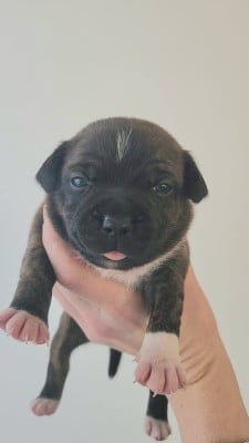 Les chiots de Staffordshire Bull Terrier