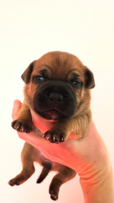 Les chiots de Staffordshire Bull Terrier