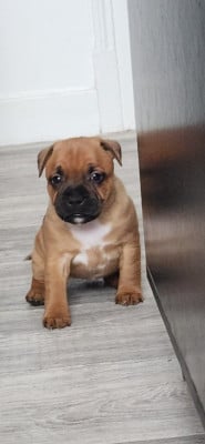 Les chiots de Staffordshire Bull Terrier
