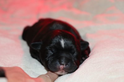 Les chiots de Staffordshire Bull Terrier