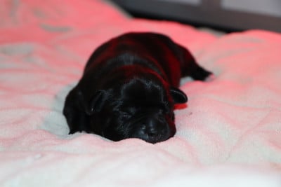 Les chiots de Staffordshire Bull Terrier