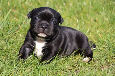 Les chiots de Staffordshire Bull Terrier