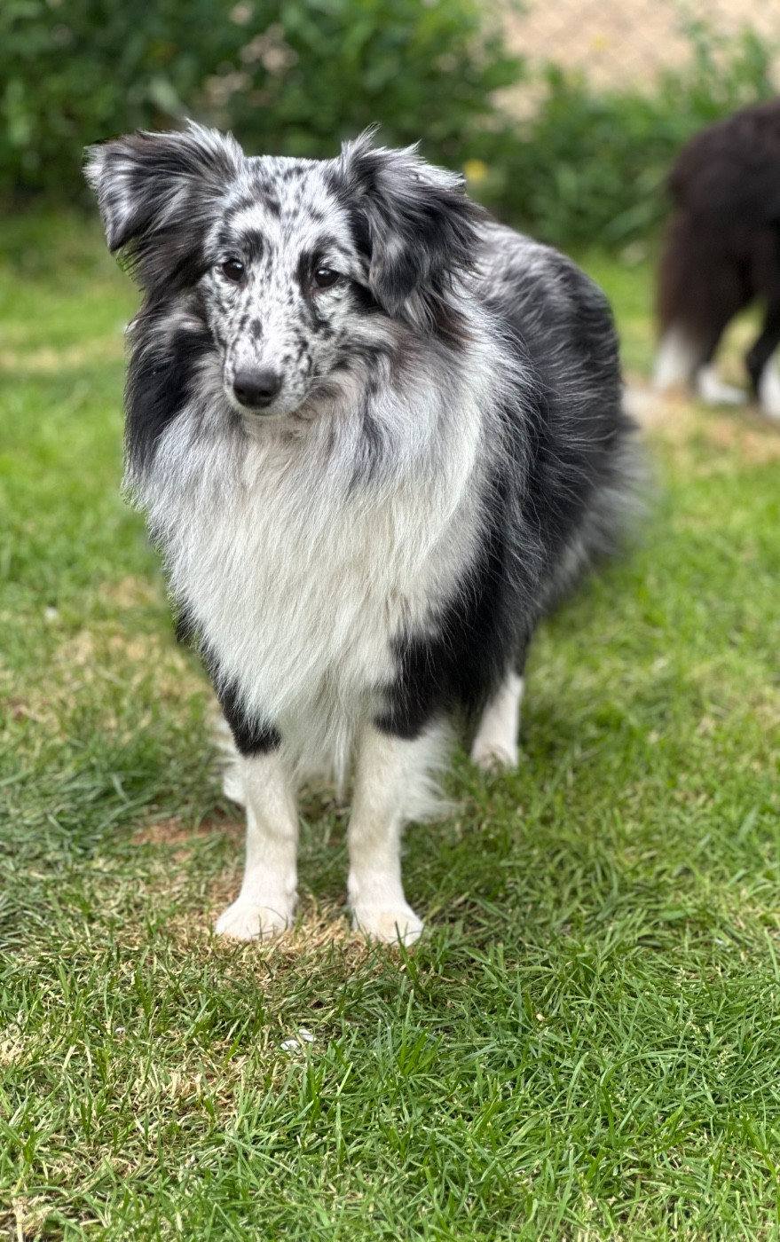 Publication : De La Forêt De Milassya