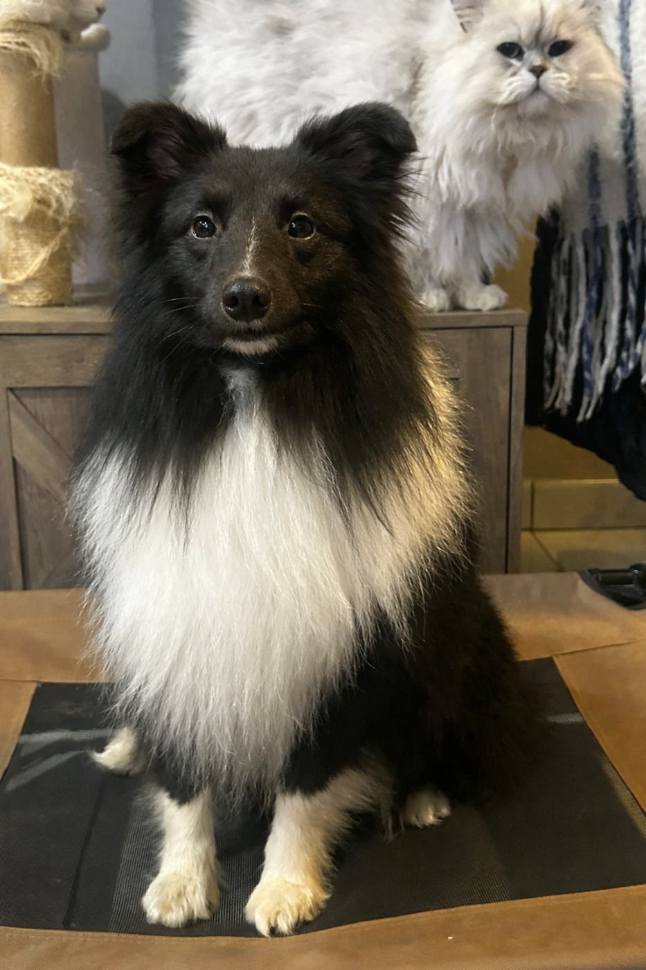 Valak the black legend De la foret des reves bleus