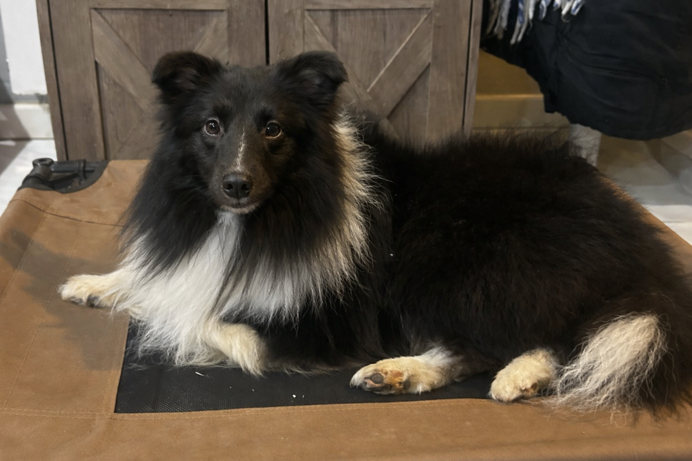 Valak the black legend De la foret des reves bleus