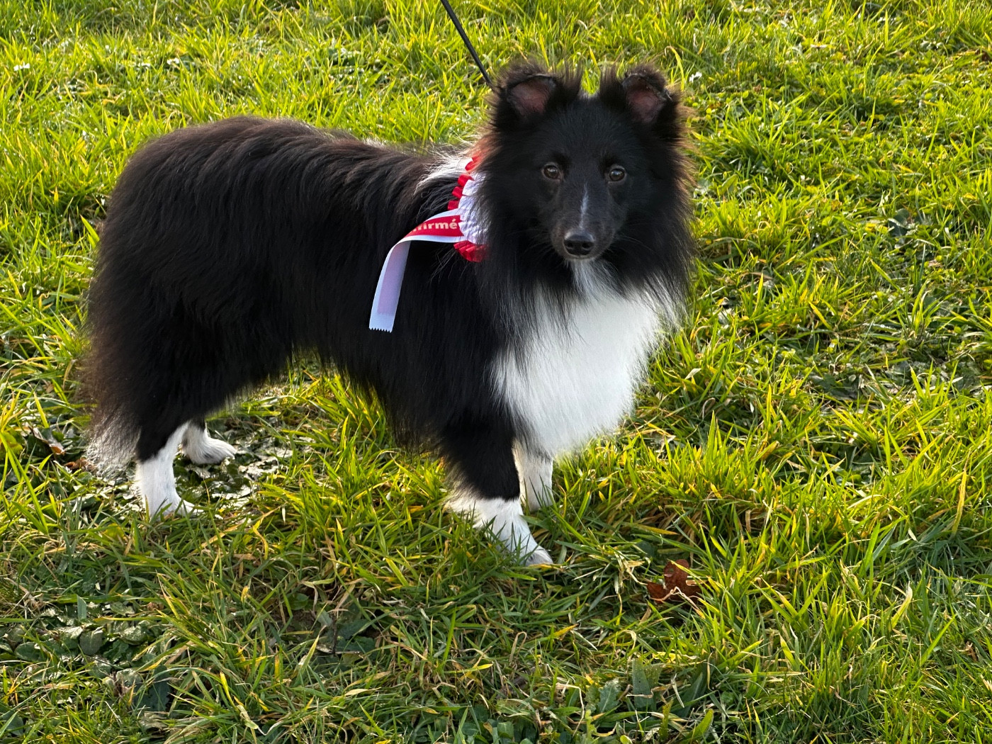 Valak the black legend De la foret des reves bleus