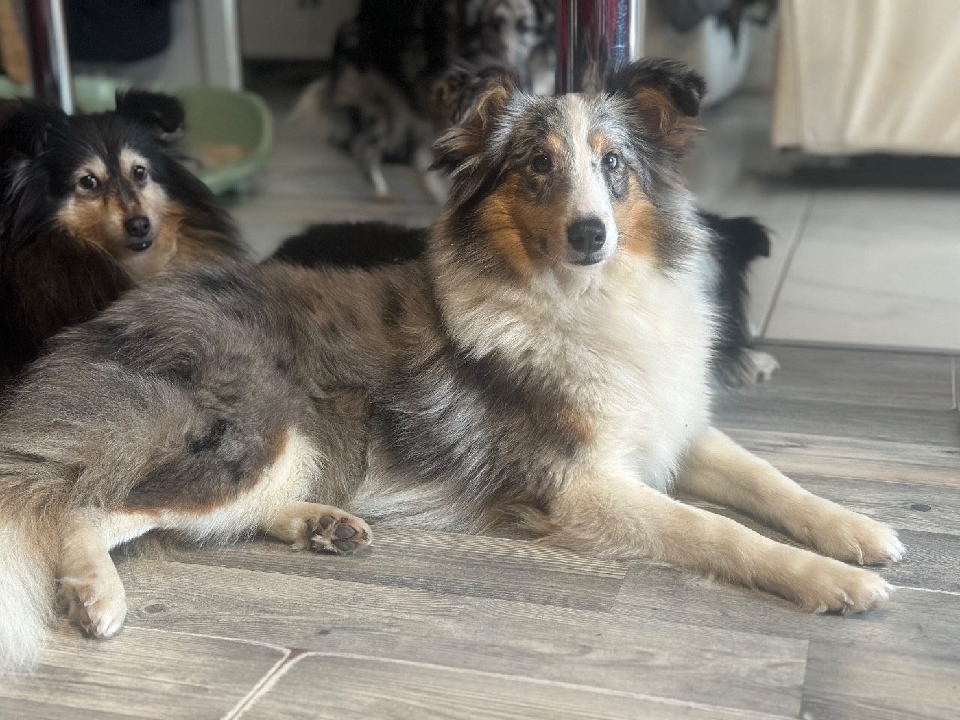 Alya Déesse De La Forêt De Milassya