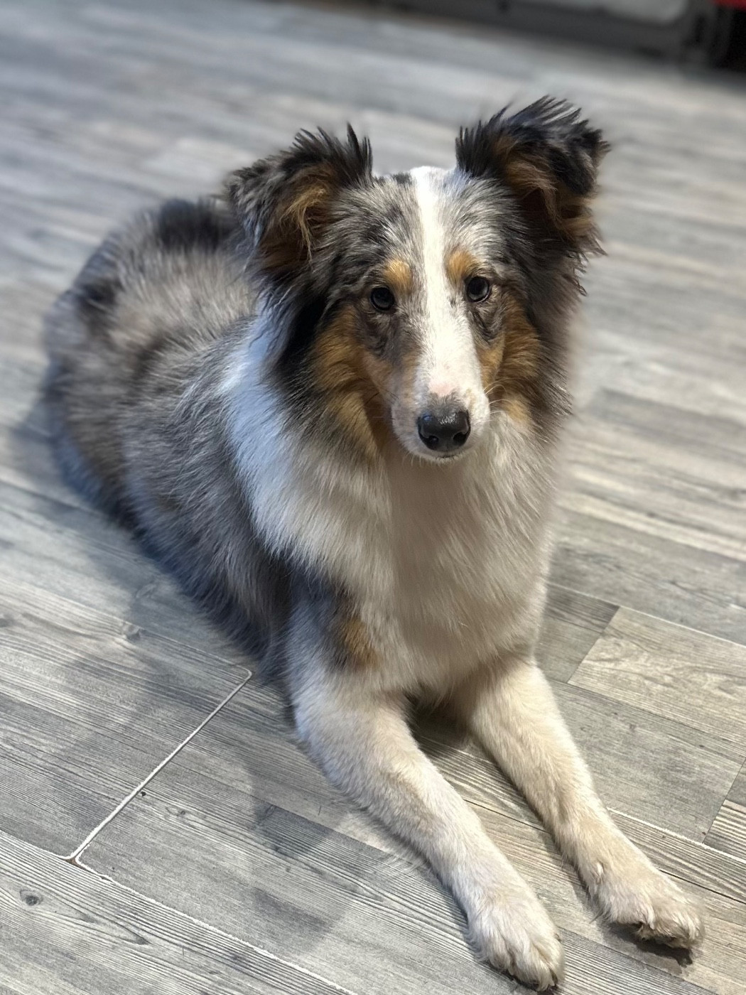 Alya Déesse De La Forêt De Milassya