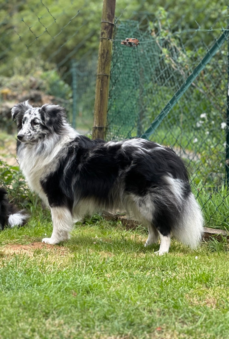Publication : De La Forêt De Milassya