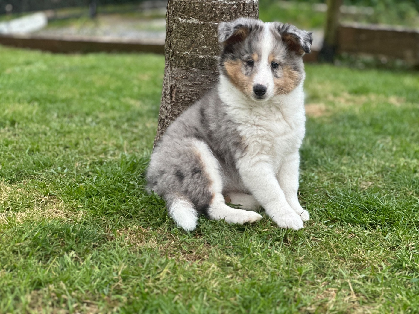Alya Déesse De La Forêt De Milassya