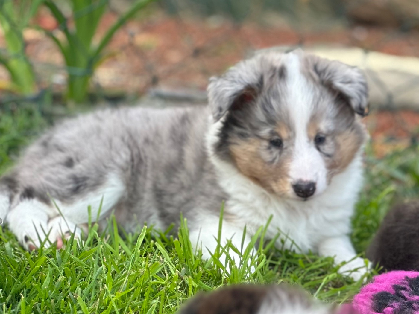 Alya Déesse De La Forêt De Milassya