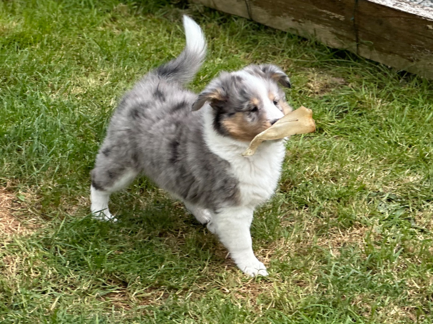Alya Déesse De La Forêt De Milassya