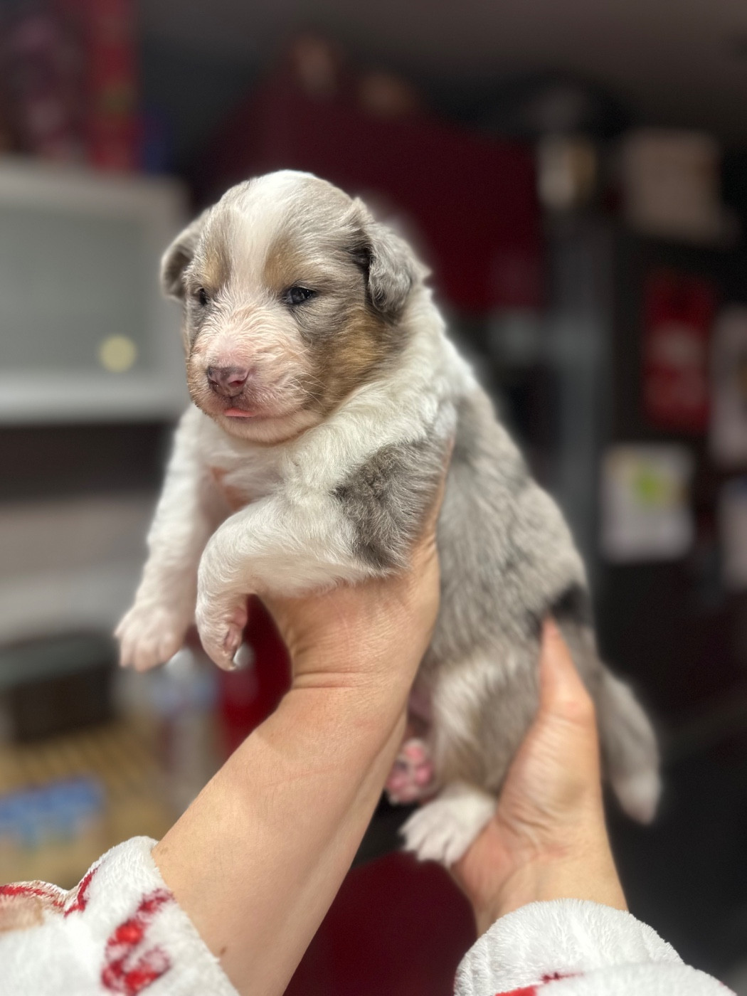 Alya Déesse De La Forêt De Milassya