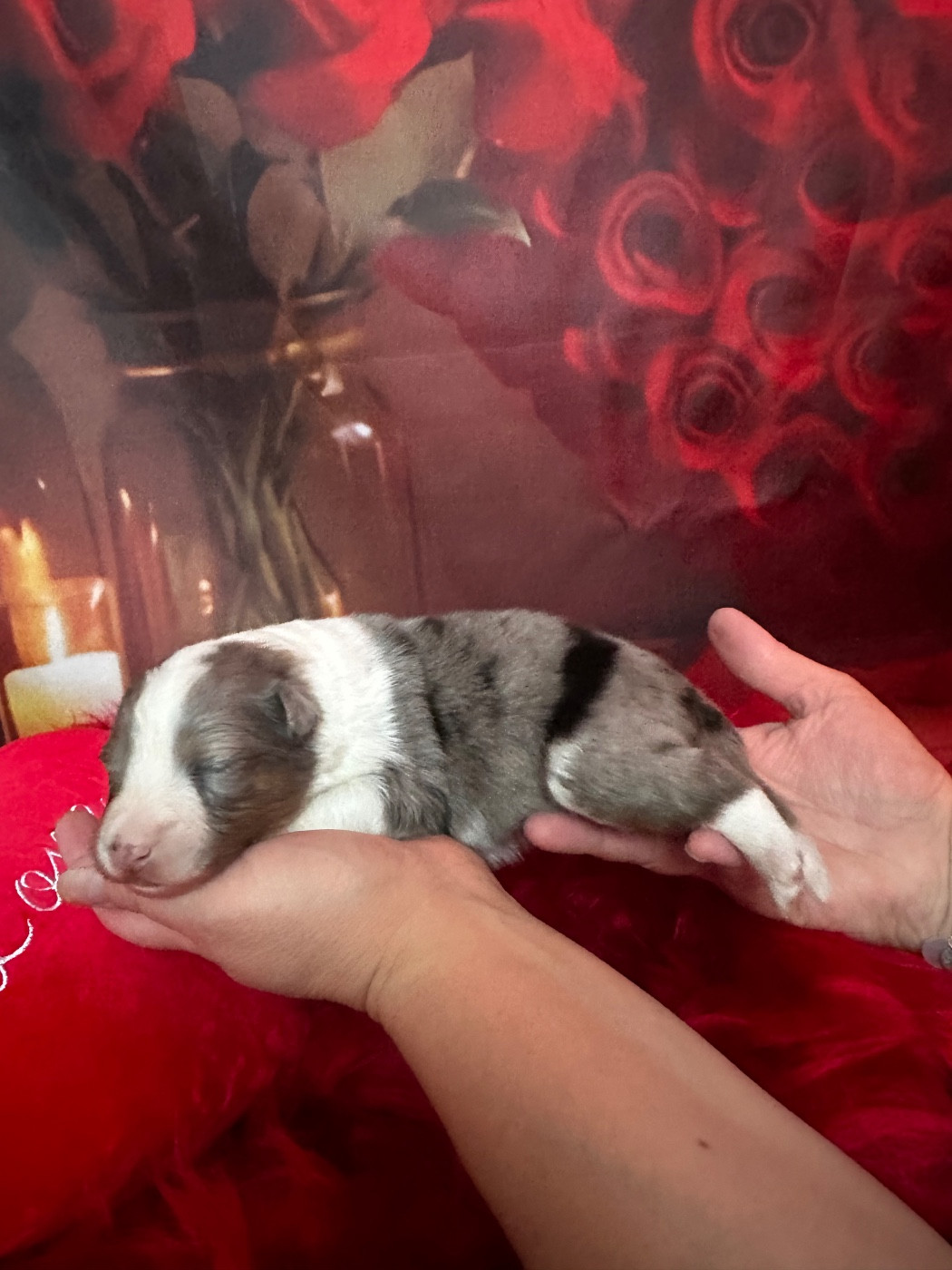 Alya Déesse De La Forêt De Milassya