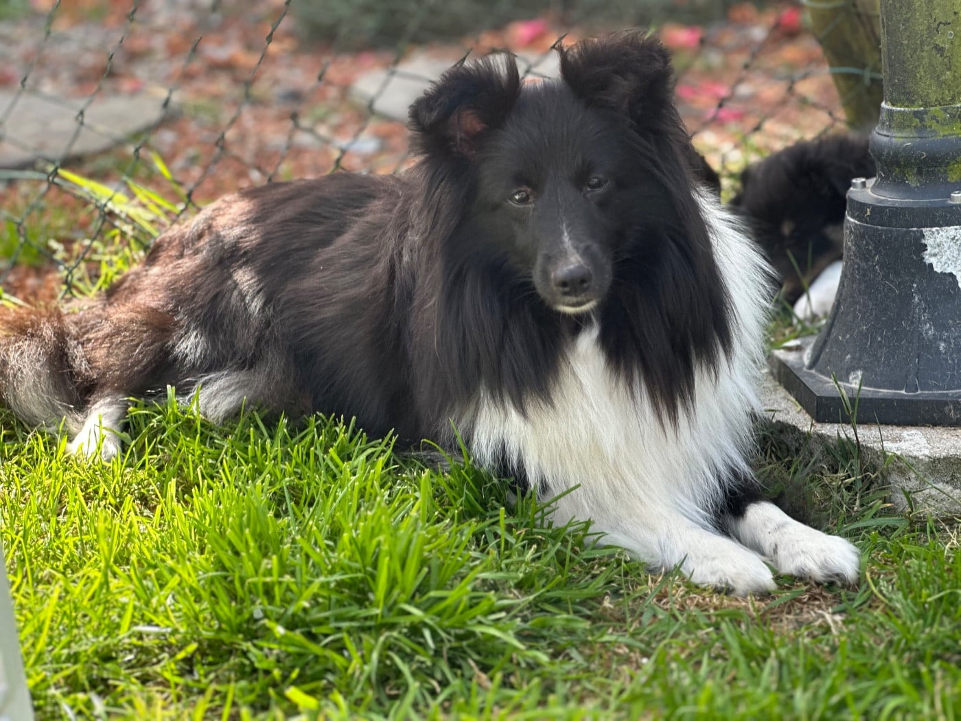 Reiza Des Ptits Breizhou