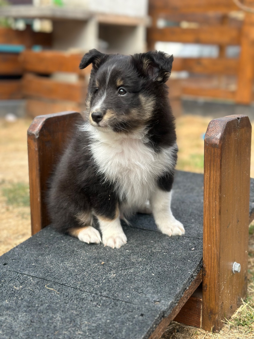 Chiot N°1