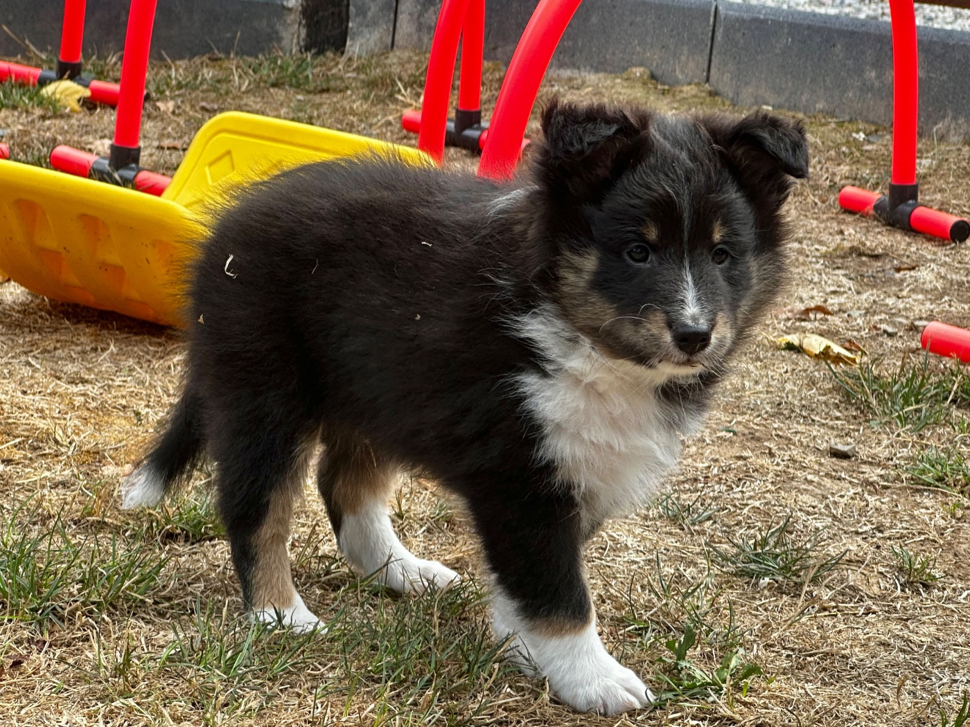 Chiot N°1
