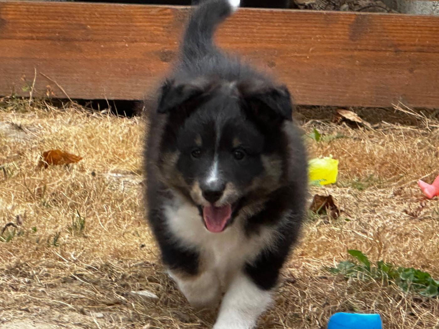 Chiot N°1