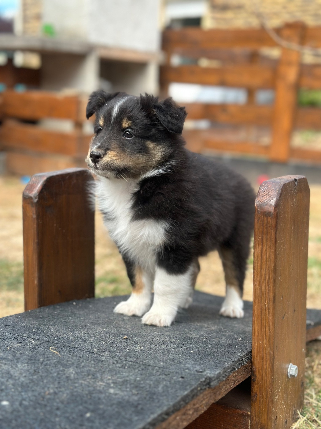 Bailey Shaka