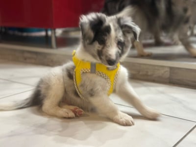 Les chiots de Shetland Sheepdog