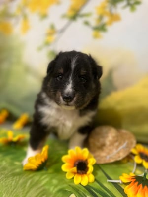 Les chiots de Shetland Sheepdog