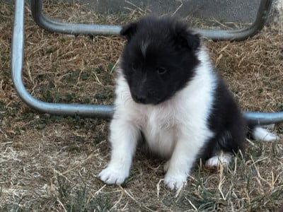 Les chiots de Shetland Sheepdog