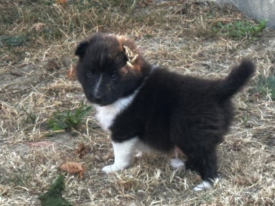 Les chiots de Shetland Sheepdog
