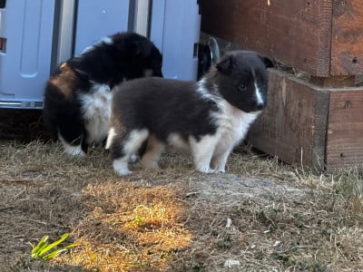 Les chiots de Shetland Sheepdog
