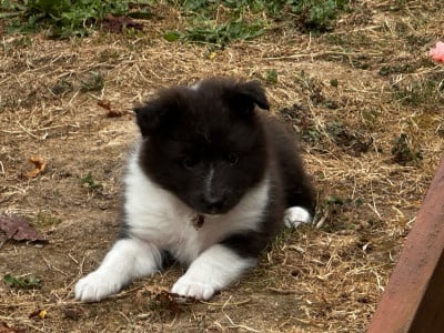 Les chiots de Shetland Sheepdog