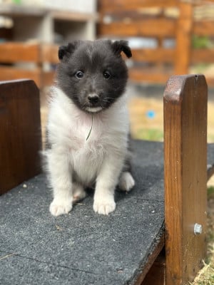 Les chiots de Shetland Sheepdog