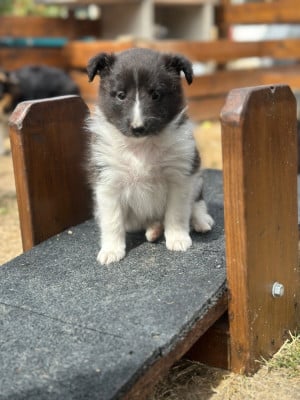Les chiots de Shetland Sheepdog