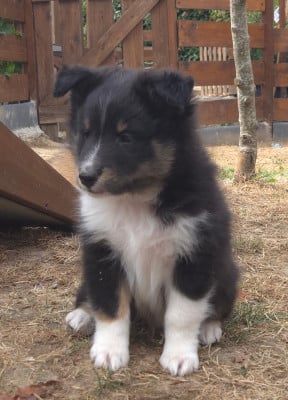 Les chiots de Shetland Sheepdog