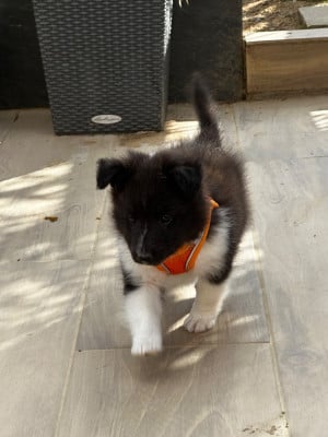 Les chiots de Shetland Sheepdog