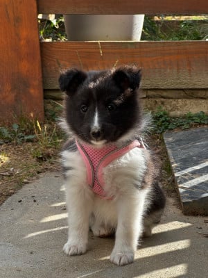 Les chiots de Shetland Sheepdog