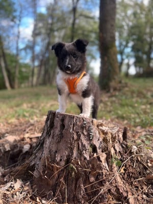 Les chiots de Shetland Sheepdog