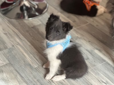 Les chiots de Shetland Sheepdog